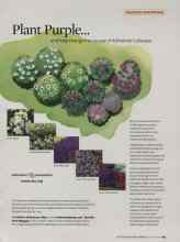 Better Homes & Gardens January 2009 Magazine Article: Plant Purple...