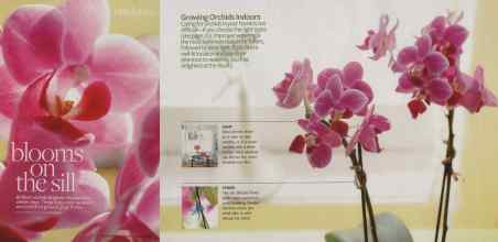 Better Homes & Gardens January 2010 Magazine Article: Blooms on the sill