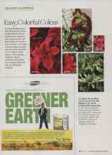 Better Homes & Gardens April 2010 Magazine Article: Easy, Colorful Coleus