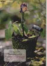 Better Homes & Gardens February 2012 Magazine Article: Singular Sensations