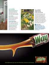 Better Homes & Gardens October 2015 Magazine Article: ALL-STAR DAFFODIL COLLECTION
