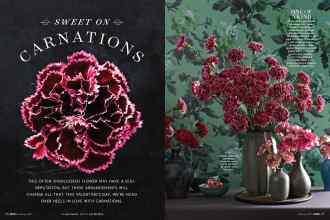 Better Homes & Gardens February 2017 Magazine Article: SWEET ON CARNATIONS