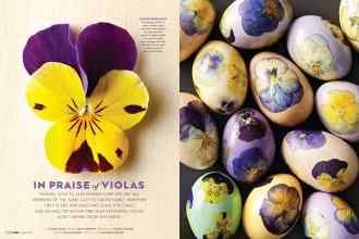 Better Homes & Gardens April 2017 Magazine Article: IN PRAISE of VIOLAS
