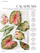 Better Homes & Gardens July 2017 Magazine Article: CALADIUMS