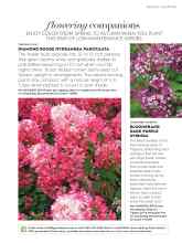 Better Homes & Gardens August 2017 Magazine Article: BLOOMERANG DARK PURPLE SYRINGA