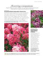 Better Homes & Gardens September 2017 Magazine Article: DIAMOND ROUGE HYDRANGEA PANICULATA