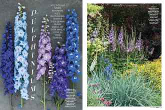 Better Homes & Gardens April 2018 Magazine Article: DELPHINIUMS