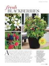 Better Homes & Gardens February 2019 Magazine Article: Fresh BLACKBERRIES