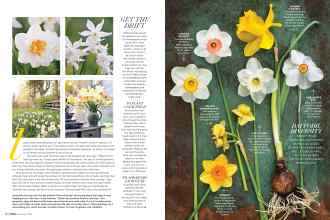 Better Homes & Gardens February 2019 Magazine Article: Page 82