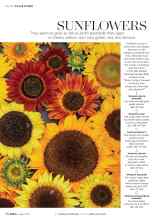 Better Homes & Gardens August 2019 Magazine Article: SUNFLOWERS