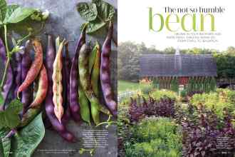 Better Homes & Gardens August 2019 Magazine Article: The not-so-humble bean