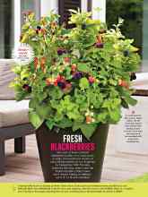 Better Homes & Gardens June 2020 Magazine Article: FRESH BLACKBERRIES