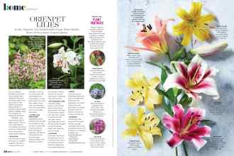 Better Homes & Gardens July 2020 Magazine Article: ORIENPET LILIES