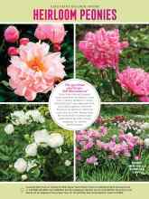 Better Homes & Gardens August 2020 Magazine Article: HEIRLOOM PEONIES
