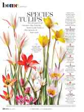 Better Homes & Gardens March 2021 Magazine Article: SPECIES TULIPS