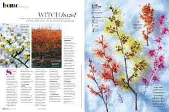 Better Homes & Gardens January/February 2022 Magazine Article: WITCH hazel