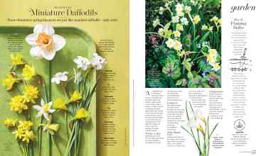 Better Homes & Gardens March 2024 Magazine Article: Miniature Daffodils