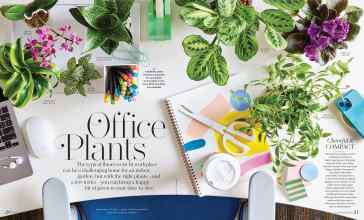 Better Homes & Gardens January/February 2025 Magazine Article: Office Plants
