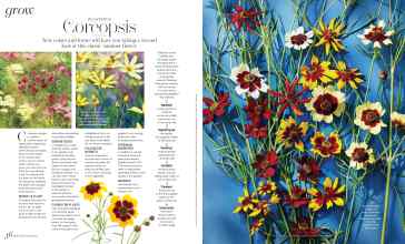 Better Homes & Gardens July/August 2025 Magazine Article: Coreopsis