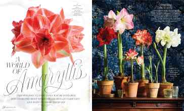 Better Homes & Gardens December 2025 Magazine Article: A WORLD OF Amaryllis